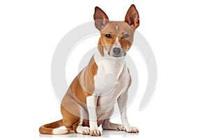 Here are some of the most popular dog breeds worldwide, listed in no particular order:, Isolate on white background.