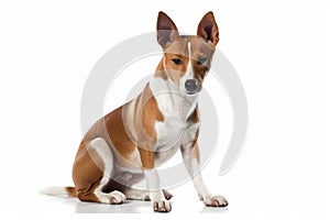 Here are some of the most popular dog breeds worldwide, listed in no particular order:, Isolate on white background.