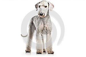 Here are some of the most popular dog breeds worldwide, listed in no particular order:, Isolate on white background.