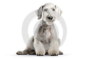 Here are some of the most popular dog breeds worldwide, listed in no particular order:, Isolate on white background.