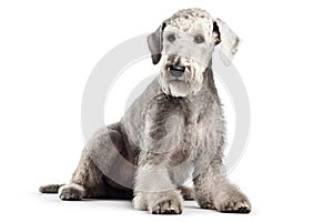 Here are some of the most popular dog breeds worldwide, listed in no particular order:, Isolate on white background.