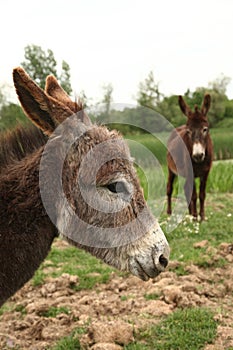 Two donkeys