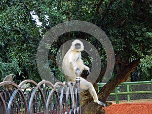 Here is a white monkey sat on a railing and gave me pose to shoot in Nandankanan, Bhubaneswar, Odisha, India photo