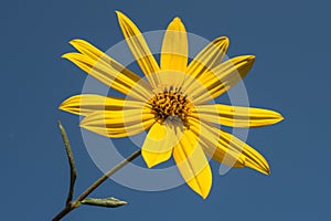 Beautiful yellow flower makes a beautiful contrast with the blue sky