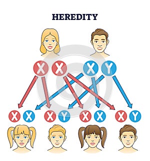 Heredity as genetic hair heritage from biological parents outline diagram