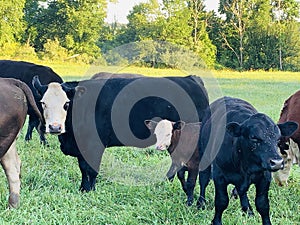 Hereford and Angus in pastures