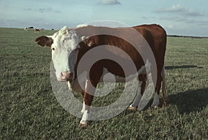 A Hereford beef cow in a pasture photo
