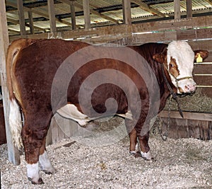 Hereford Bull