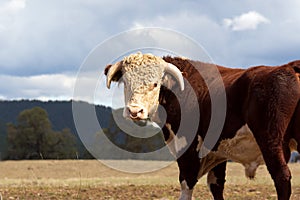 Hereford bull. photo