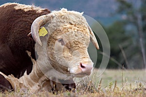Hereford bull.