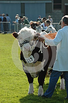 Big prized Hereford Bull at a County show