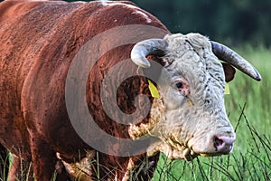 Hereford bull covered in horn flies
