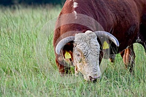 Hereford Bull Grazing