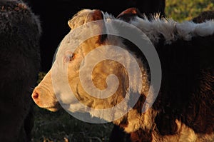 Hereford bull head in silhouette profile