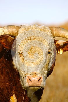 Hereford Bull Portrait