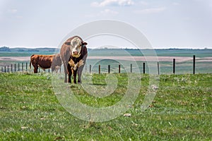 Hereford bulls standing and grazing in prairie pasture in Saskatchewan, Canada