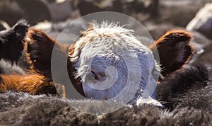 Hereford Calf Among Angus