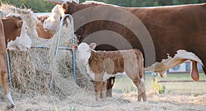 Hereford calf with bull at hay