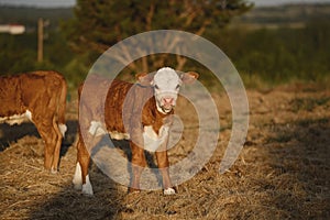 Hereford calf on cow farm