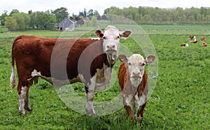 Hereford calf with cow standing in the meadow