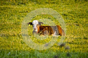 A Hereford calf lying down in a field in Hesse, Germany