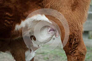 Hereford Calf Nursing Close-up