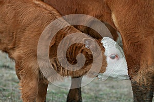 Hereford Calf Nursing Close-up