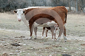 Hereford Calf Nursing