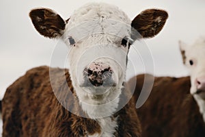 Hereford calf portrait shows baby cow with speckled nose close up