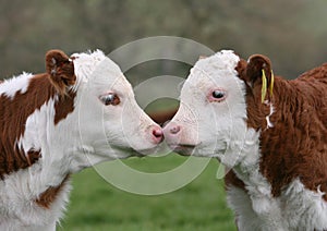 Hereford calves kissing in a field photo