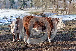 Hereford calves in winter meadow with snow