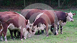 Hereford Cattle