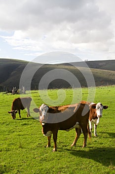 Hereford cattle