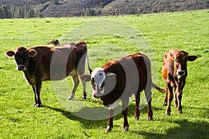 Hereford cattle
