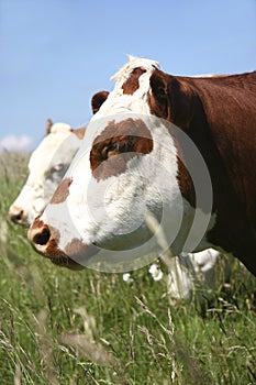Hereford Cattle