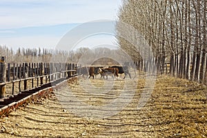 Hereford cattle