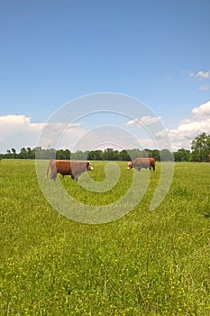 Hereford Cattle