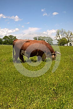 Hereford Cattle