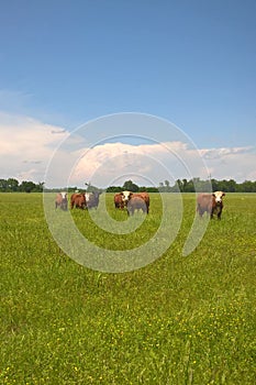 Hereford Cattle