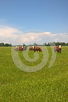 Hereford Cattle