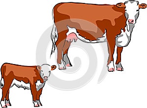 Hereford cattle