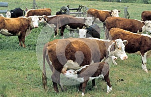 Hereford cattle