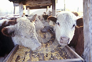 Hereford cattle feeding, MO photo
