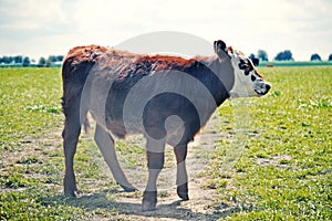 Hereford cattle grazing in Argentina