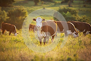 Hereford cattle grazing photo