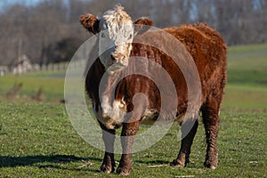 Hereford Cattle in Grazing in Meadow