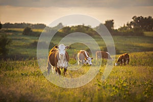 Hereford cattle grazing