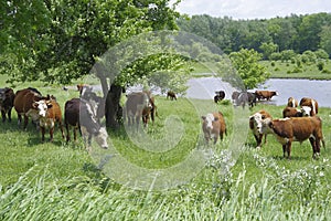 Hereford Cattle Grazing In Summer