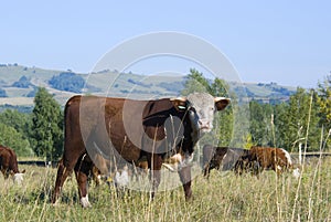 Hereford cattle and herd photo