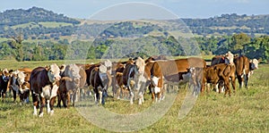 Hereford cattle panorama Australia